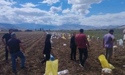 Tercan'da Patates Hasadı Sezonu Açıldı