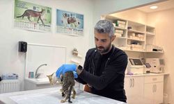 Tokat'ta mide bulantısı ve kusma şikayetleri kedi ve köpeklerde de görüldü