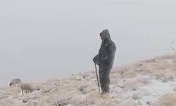 Tunceli'nin Yüksek Kesimlerine Kar Yağdı: Koyunlar Kışın Keyfini Çıkarıyor