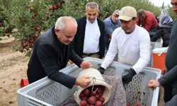 Yahyalı'da Elma Hasat Sezonu Coşkuyla Başladı