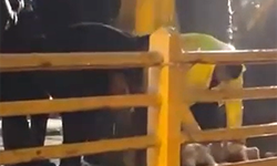 Yalova'da Yağmurun Durağını Bekleyenler: Kurban Kesildi