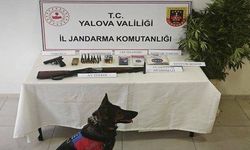 Yalova'da yasa dışı kenevir operasyonu: Çok sayıda malzeme ele geçti