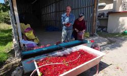 Yozgat'ta Gilaburu Meyvesi Hasadı Başladı