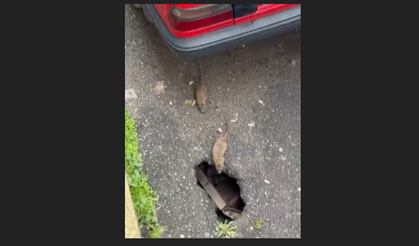 Çorlu'da Çöken Yol Fare İstilasına Yol Açtı: "Mahallemizin Yeni Komşuları"