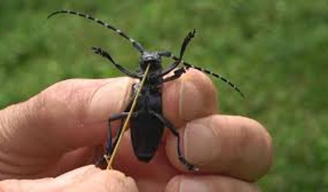 Aman Dikkat! Uzun Antenli  Böceğini Muğla'da Gördüler