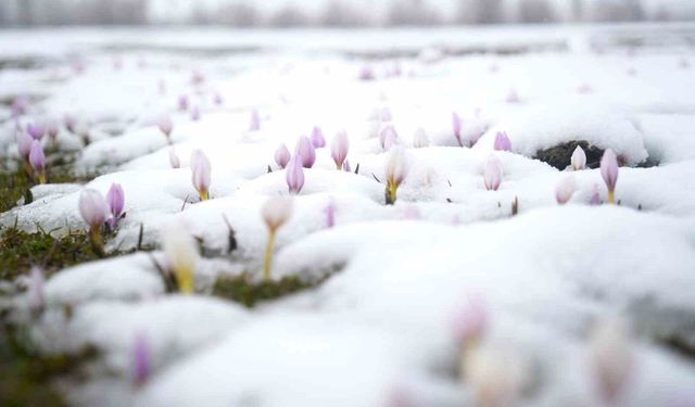 Baharın habercisi çiğdemler kar altında kaldı