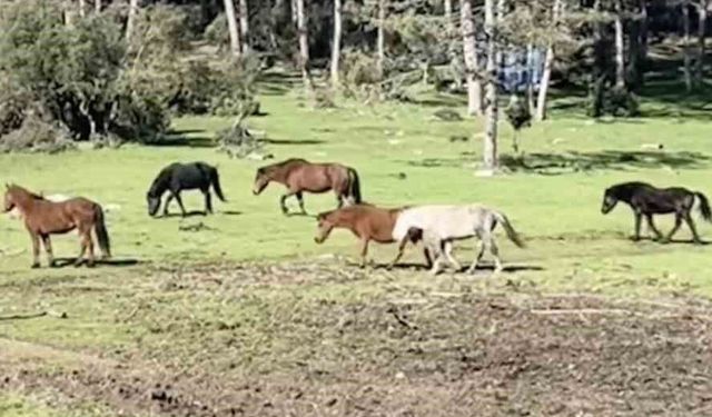 Bursa'da yılkı atlarının özgürlük gezisi