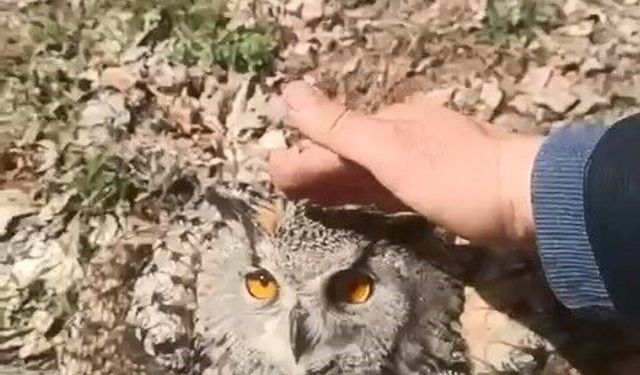 Doğada bulduğu puhu kuşunu 'fıstık' diyerek sevdi