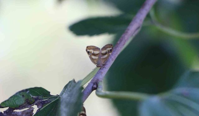 Doğu Karadeniz'de üç istilacı tür tarımı tehdit ediyor