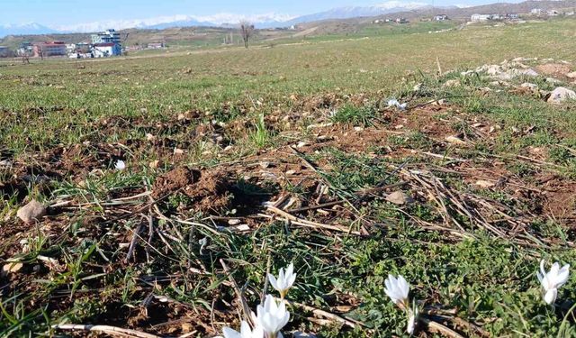 Kulp'ta baharın habercisi çiğdemler açtı