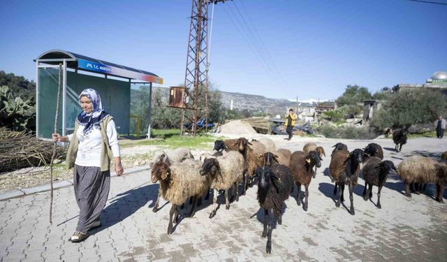 Mersin'de 360 yetiştiriciye 9 bin küçükbaş desteği