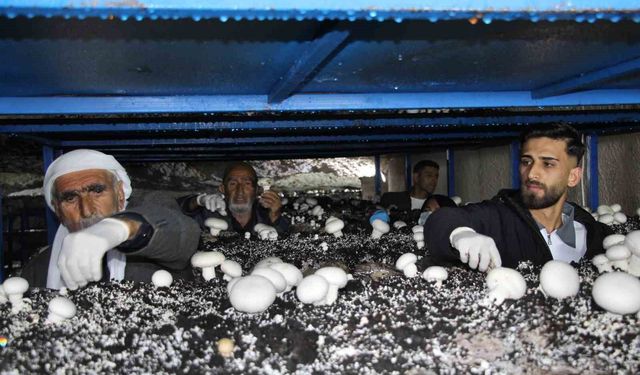 2 Bin Yıllık Tarihi Mağarada Mantar Yetiştiriciliği Yapılıyor