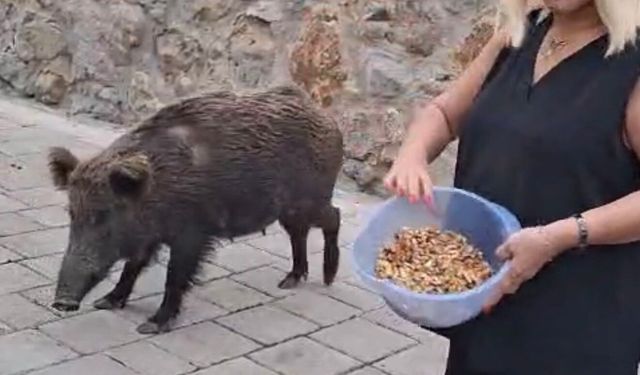 Safiye Soyman Aç Domuzu Besledi / Video