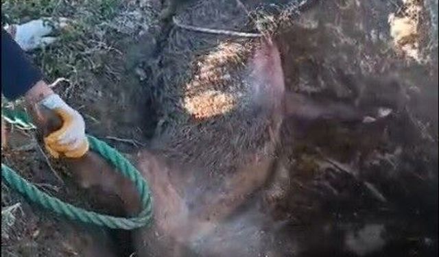 Düştüğü çukurda mahsur kalan yaban domuzunu vatandaşlar kurtardı