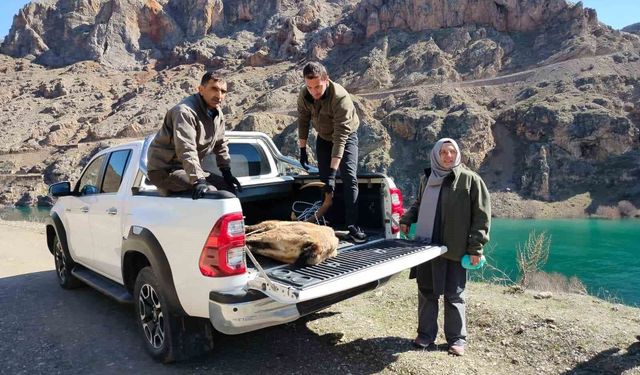 Elazığ'da yaralı dağ keçisi için ekipler seferler oldu