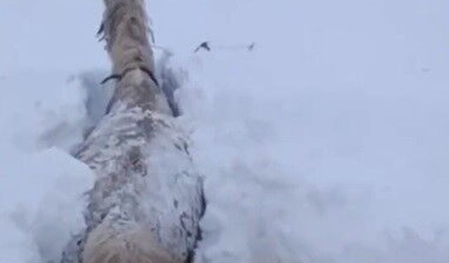 Kars'ta bu kez at kara saplandı