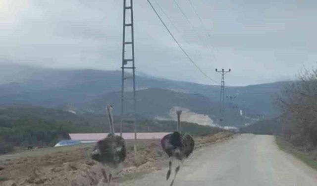Köy yolunda koşan deve kuşları kameraya yansıdı