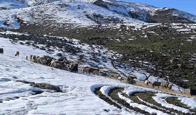 Muş'ta besiciler baharı beklerken yeniden kışa geldi