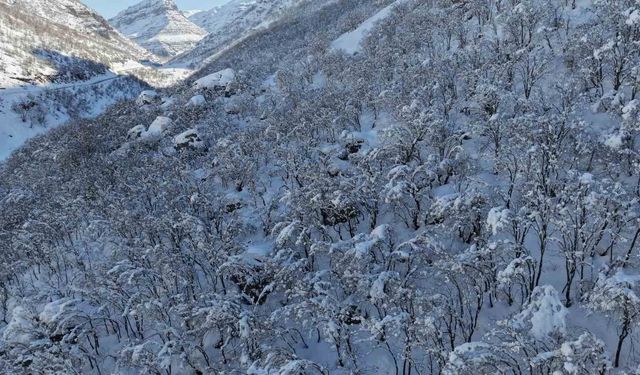 Şırnak'ta ormanlık alan beyaza büründü