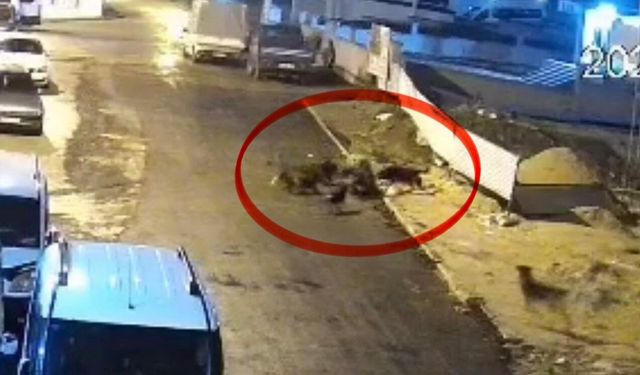 Sokak köpeklerinin dehşeti kamerada: Teravih dönüşü yaşlı kadına saldırdılar