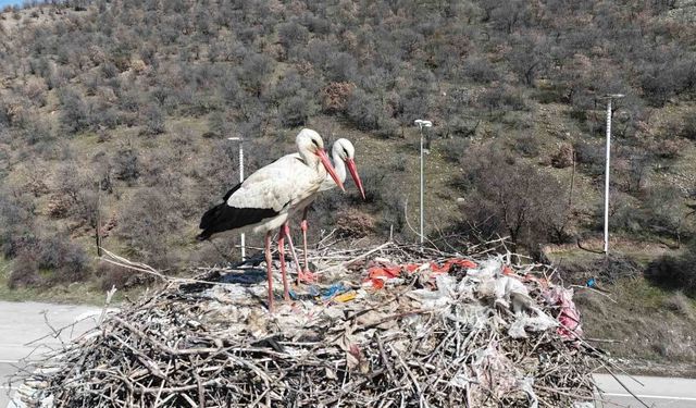 Ankara'ya Baharın Gelişini Müjdeleyen Leylekler Ulaştı