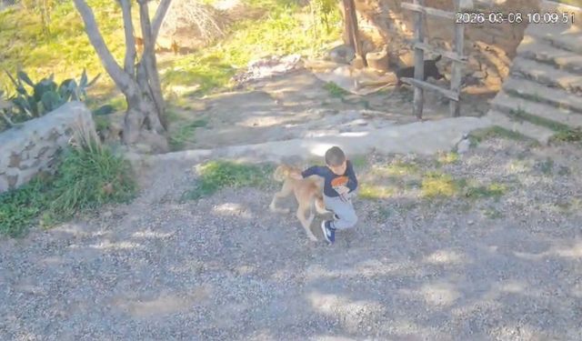 Antalya'da sokakta oynayan 7 yaşındaki çocuğa sahipsiz köpek saldırdı