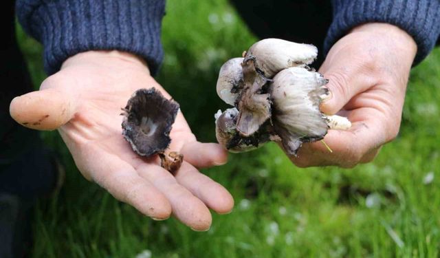 Baharın gelişiyle artan yabani mantar tüketimi tehlikeleri