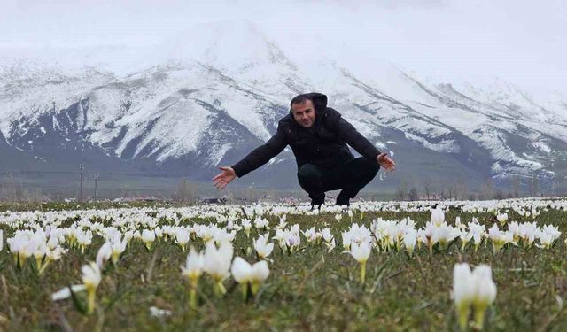 Bitlis'te Baharın Sembolu Kardelenler Çiçek Açtı