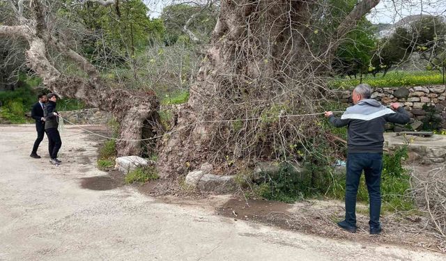 Bodrum'da 2 Bin Yıllık Devasa Çınar Ağaçları Ortaya Çıktı