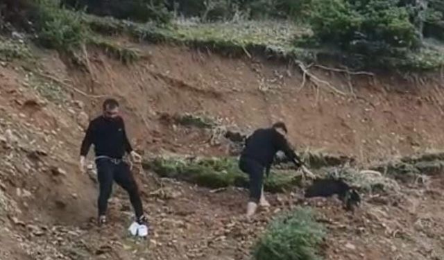 Çamura Batmış Keçi Zamanında Kurtarıldı