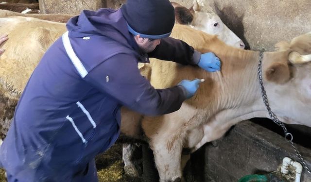 Demirözü'nde büyükbaş hayvanlar için aşılama ve küpeleme faaliyetleri sürüyor
