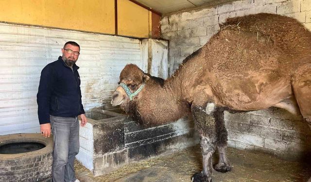 Deve güreşleri iptal edilince develer dinlenmeye çekildi