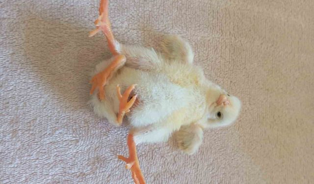 Diyarbakır'da Dört Bacaklı Civciv Görenleri Hayretler İçinde Bıraktı