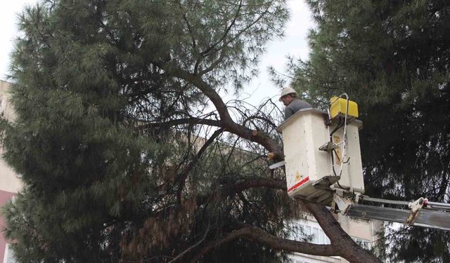 Efeler'de Şiddetli Yağışlar Sonrası İki Ağaç Yatış Halinde Bulundu
