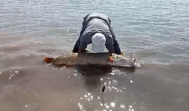 Elazığ'da Amatör Balıkçılar 65 Kilogram Ağırlığında Turna Balığı Tutmayı Başardı