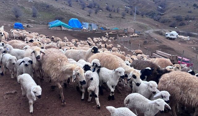 Erzincan'da Baharın Gelmesiyle Koyun ve Kuzuların Buluşması Görsel Şölen Yarattı