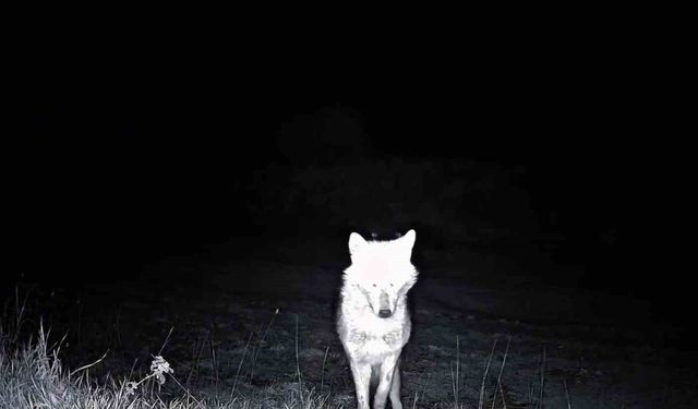 Ganos Dağları'nda Yaban Hayatı Zenginliği: Kurt, Çakal ve Daha Fazlası