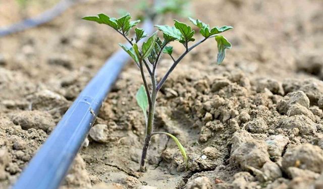 Gördes'te 73 Bin Domates Fidesi Üreticilere Dağıtılıyor