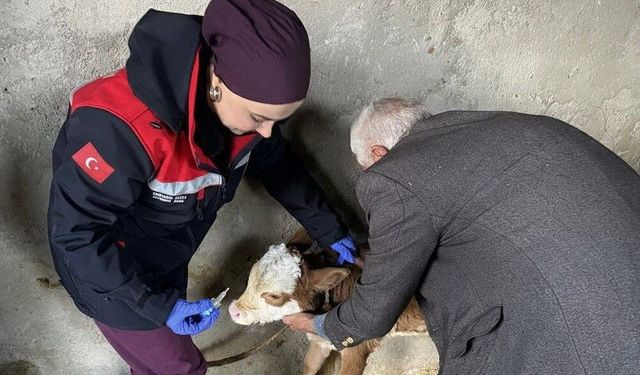 Hayvanlardan İnsanlara Geçen Hastalıklara Yönelik Aşılama Faaliyetleri Devam Ediyor