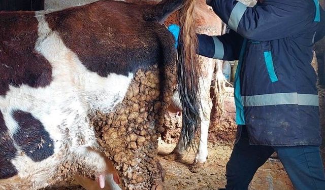 Hisarcık'ta büyükbaş hayvanlardan şap hastalığı için kan örnekleri alındı