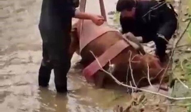 İtfaiye, sulama kanalına düşen ineği kurtardı