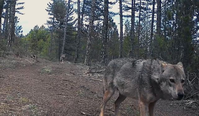 Karabük'te Yaban Hayvanları Yerleşim Alanlarına İndi