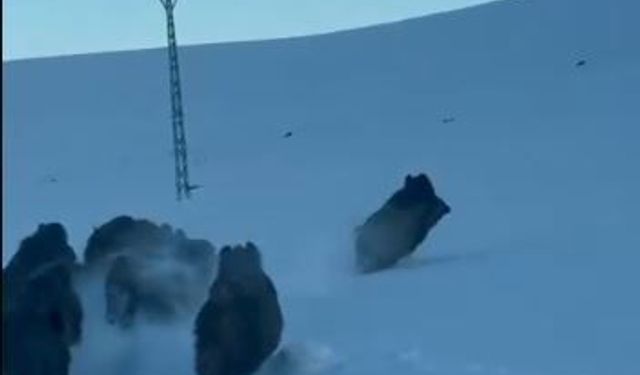 Karla kaplı köy yolunda domuz sürüsü görüntülendi