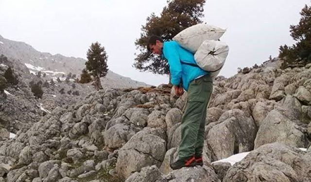 Kayalıklarda yetişen ve sofralara tat katan: Çiriş otu