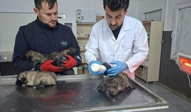 Kilis'te Yangından 6 Köpek Yavrusu Kurtarıldı