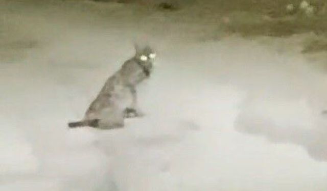 Konya'da Nadir Görülen Vaşak Tespit Edildi