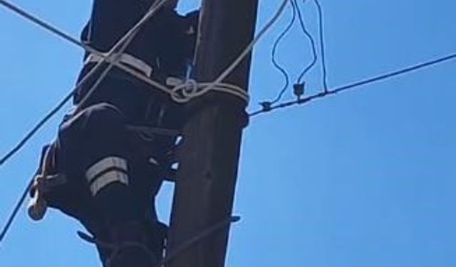 Köpeklerden kaçan kedi, elektrik direğinden kurtarıldı