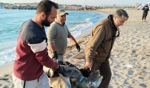 Kuşadası'nda 2 genç yeşil deniz kaplumbağası ve 1 caretta caretta ölü olarak bulundu