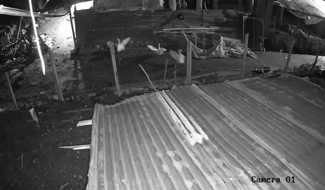 Malatya'da kümese giren kurt, bir kazı kapıp kaçtı