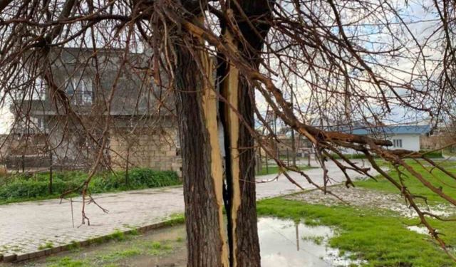 Mardin'de yıldırım düşen ağaç ortadan ikiye yarıldı